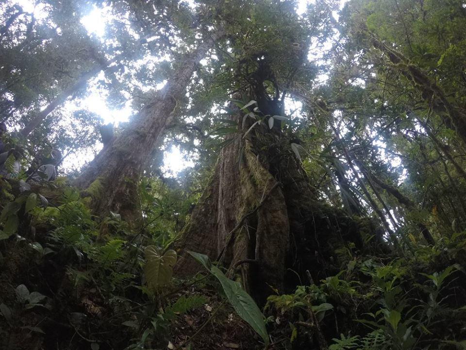 Cabana De Montana La Magnolia, Cerro De La Muerte De La Canuela Cloud Forest Tres de Junio Buitenkant foto